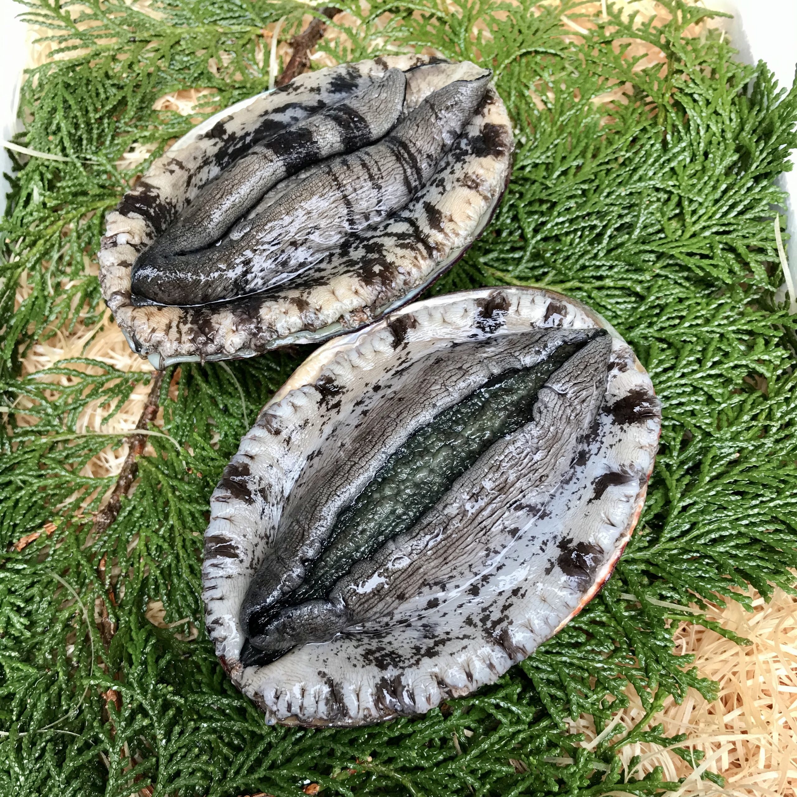 Awabi Shellfish 黒あわび | 由岐、海の便り