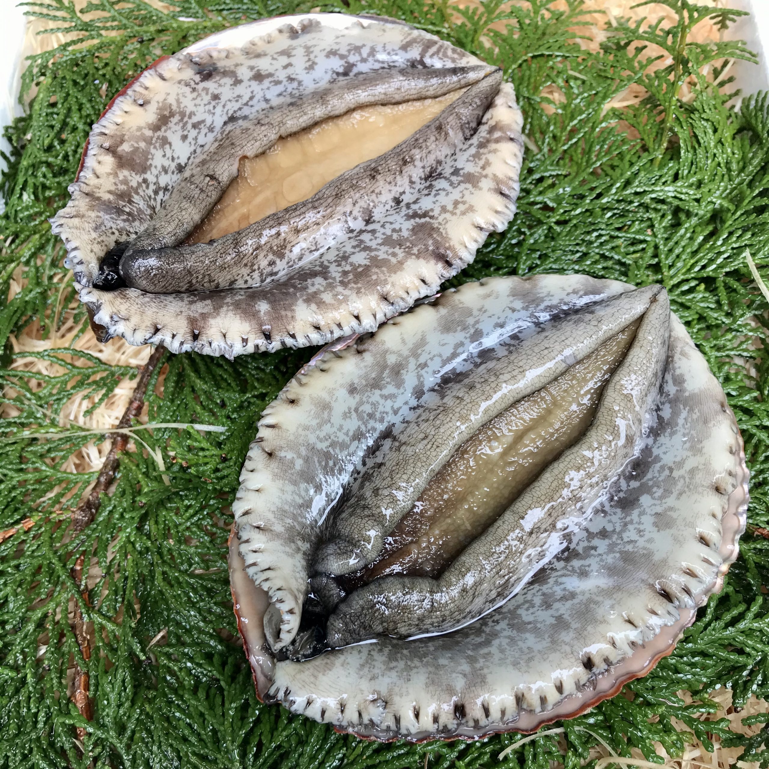Awabi Shellfish 赤あわび【1枚200g】セット内容2枚/3枚/5枚 | 由岐、海の便り