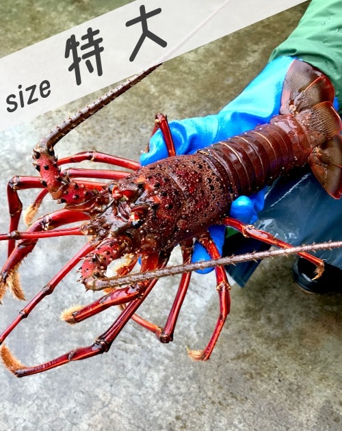 伊勢海老 特大 非常に大きくド派手な700gサイズ単品 由岐 海の便り