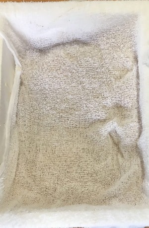 サザエ5kgセット 塩ゆでやつぼ焼きに合う小さなサイズ 70g未満 大容量で格安販売 由岐 海の便り