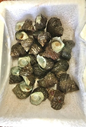 サザエ5個セット つぼ焼きにぴったりのサイズ 100g前後 小容量verで販売 由岐 海の便り サザエ5個セット つぼ焼きにぴったりのサイズ 100g前後 小容量verで販売 由岐 海の便り
